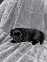 Creed, a male Shih Tzu for sale in Newark, DE – 2 of 2