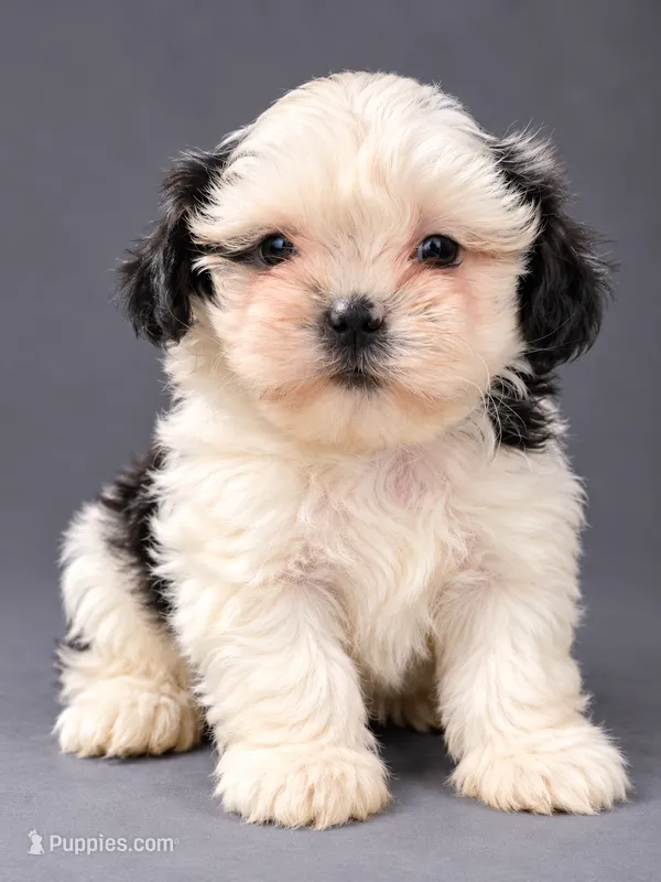 Ziggy – Shih Tzu puppy for sale in Middletown, DE