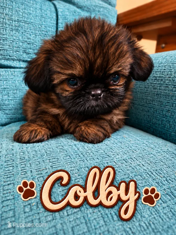 Colby – Shih Tzu puppy for sale in Middletown, DE