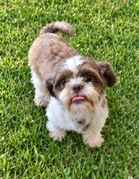 Mocha , a female Shih Tzu for sale in Middletown, DE – 3 of 7