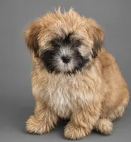 Clyde, a male Bichpoo for sale in Newark, DE – 2 of 2