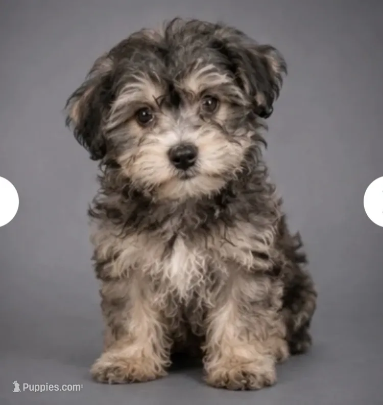 Ellie – Yorkipoo puppy for sale in Newark, DE