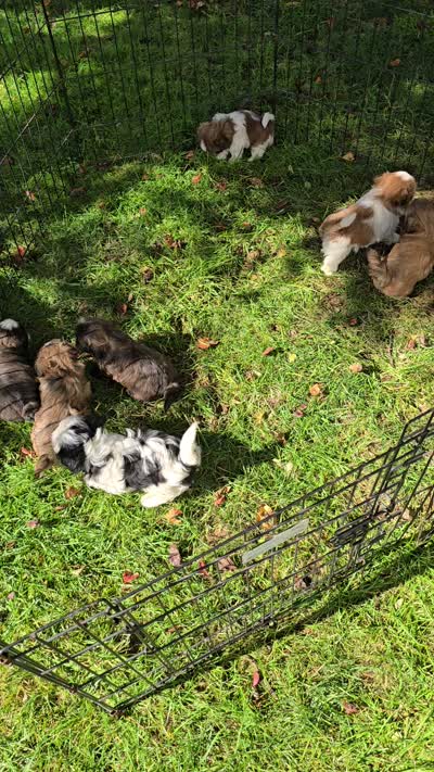 Pixie, a female Shih Tzu for sale in Middletown, DE – 6 of 6