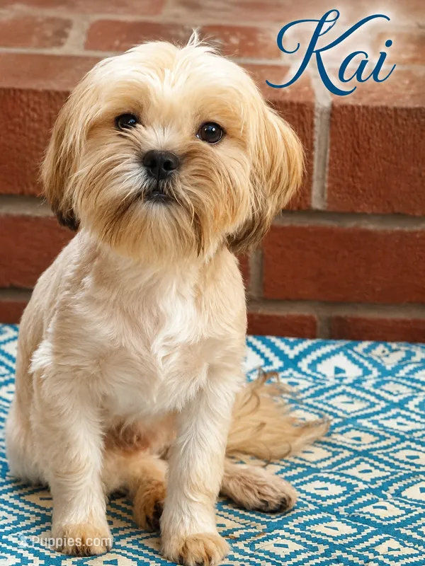 Kai – Shih Tzu, Yorkshire Terrier puppy for sale in Newark, DE