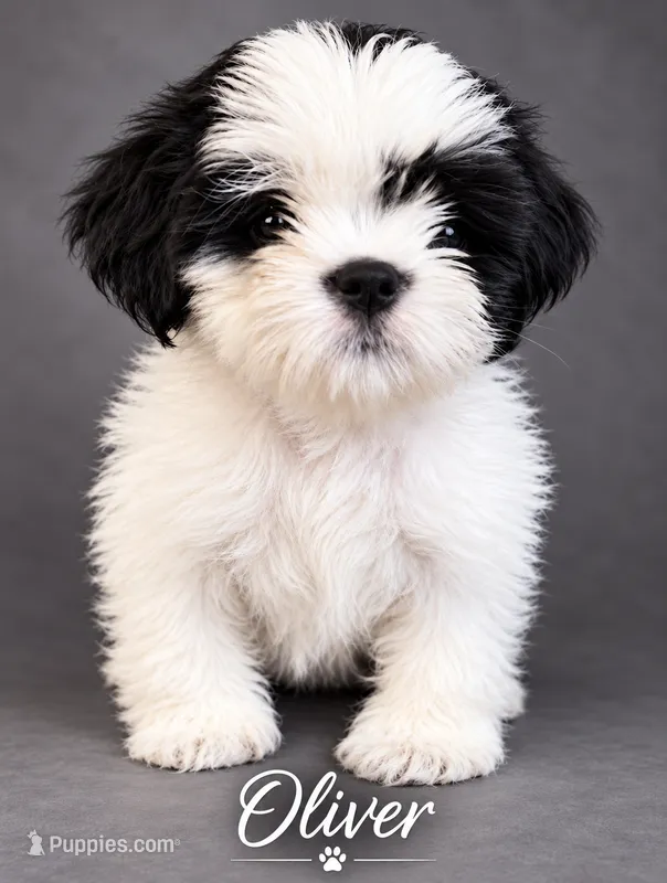 Oliver – Shih Tzu puppy for sale in Middletown, DE