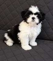Luca, a male Shih Tzu for sale in Middletown, DE – 1 of 1