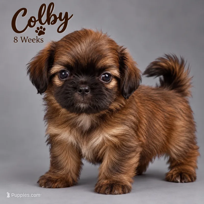 Colby – Shih Tzu puppy for sale in Middletown, DE