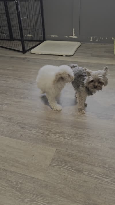 Poppy, a female Bichon Frise and Poodle - Toy  for sale in Middletown, DE – 2 of 3