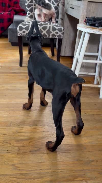 Vesta, a female Doberman Pinscher for sale in Middletown, DE – 6 of 6
