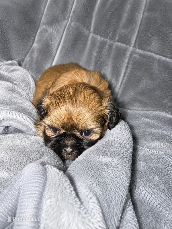 Queen – Shih Tzu puppy for sale in Newark, DE