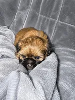 Queen, a female Shih Tzu for sale in Newark, DE – 1 of 2