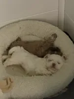 Snow, a female Shih Tzu for sale in Newark, DE – 4 of 4