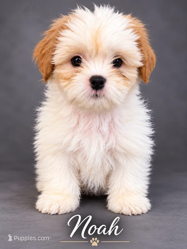 Noah – Shih Tzu puppy for sale in Middletown, DE