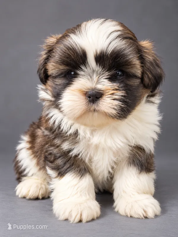 Pixie – Shih Tzu puppy for sale in Middletown, DE