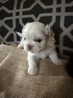 Snow, a female Shih Tzu for sale in Newark, DE – 3 of 4