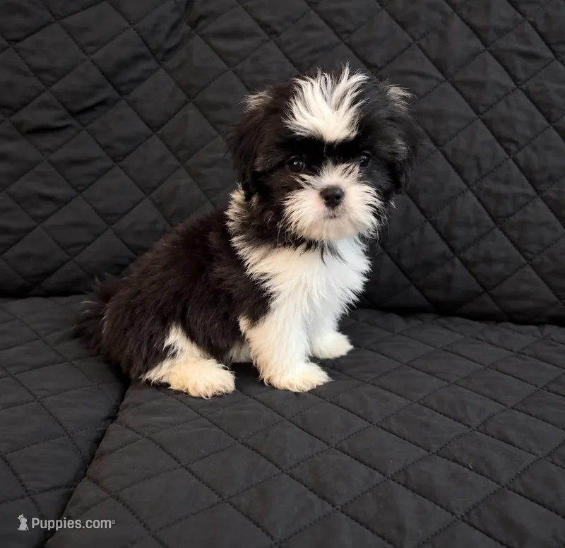 Luna – Shih Tzu puppy for sale in Middletown, DE