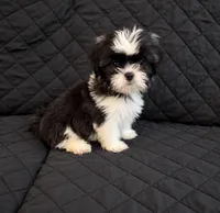 Luna, a female Shih Tzu for sale in Middletown, DE – 1 of 1