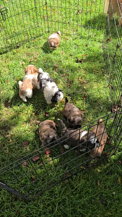 Pixie, a female Shih Tzu for sale in Middletown, DE – 5 of 6