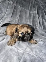 Queen, a female Shih Tzu for sale in Newark, DE – 2 of 2