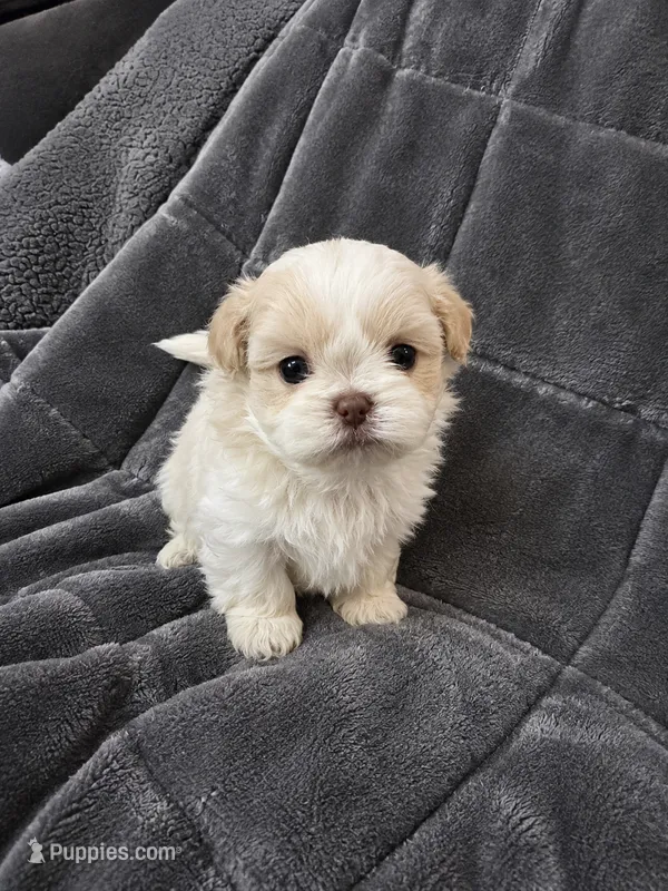 Madonna – Shih Tzu puppy for sale in Newark, DE