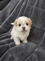 Madonna, a female Shih Tzu for sale in Newark, DE – 1 of 2