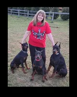 Vesta, a female Doberman Pinscher for sale in Middletown, DE – 5 of 6