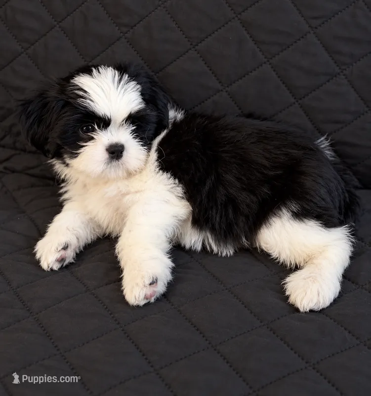 Rowan – Shih Tzu puppy for sale in Middletown, DE