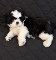 Rowan, a male Shih Tzu for sale in Middletown, DE – 1 of 1