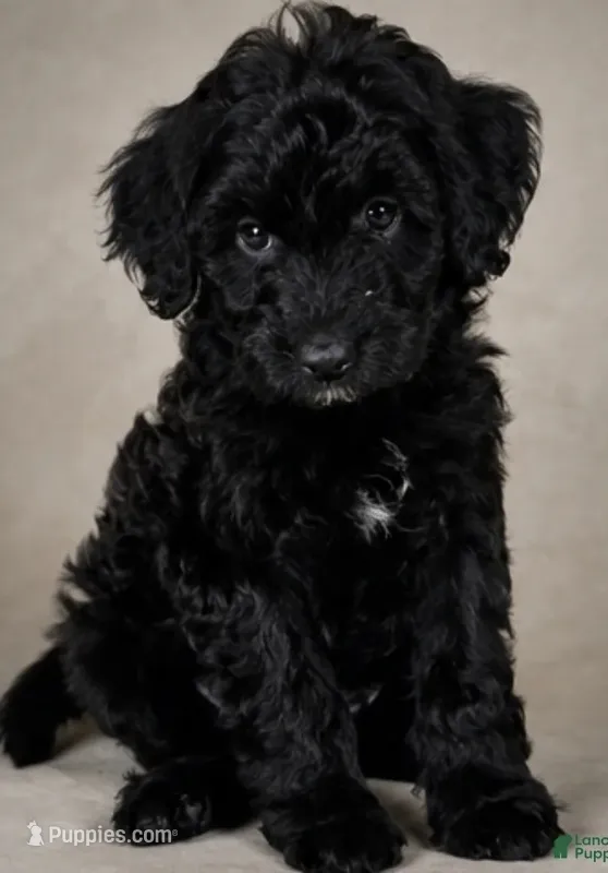 Cora – Goldendoodle puppy for sale in Newark, DE