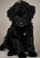 Cora, a female Goldendoodle for sale in Newark, DE – 1 of 1