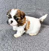 Aria, a female Shih Tzu for sale in Newark, DE – 2 of 2