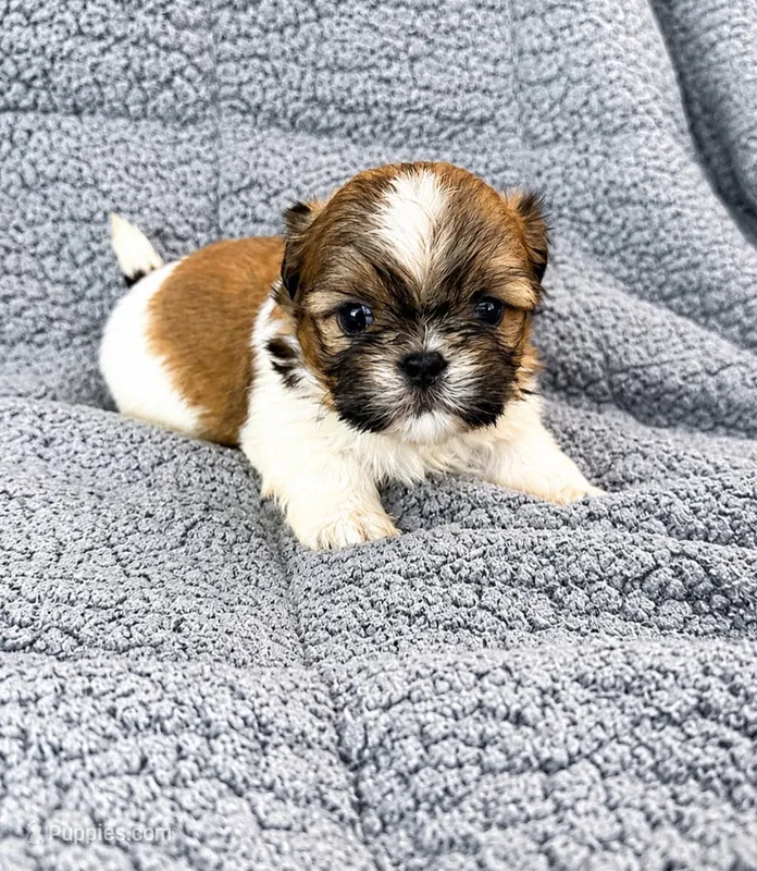 Camile – Shih Tzu puppy for sale in Newark, DE