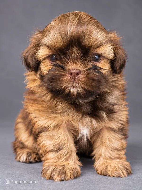 Milo – Shih Tzu puppy for sale in Middletown, DE