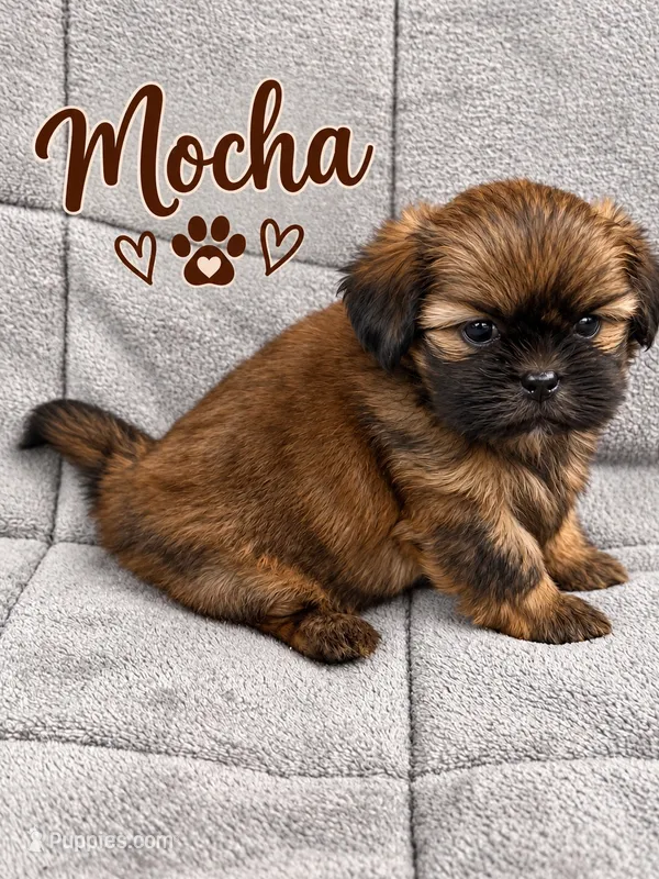 Mocha – Shih Tzu puppy for sale in Middletown, DE