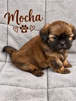 Mocha, a female Shih Tzu for sale in Middletown, DE – 1 of 1