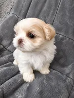 Madonna, a female Shih Tzu for sale in Newark, DE – 2 of 2