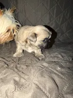 Tyson, a male Shih Tzu for sale in Newark, DE – 3 of 6