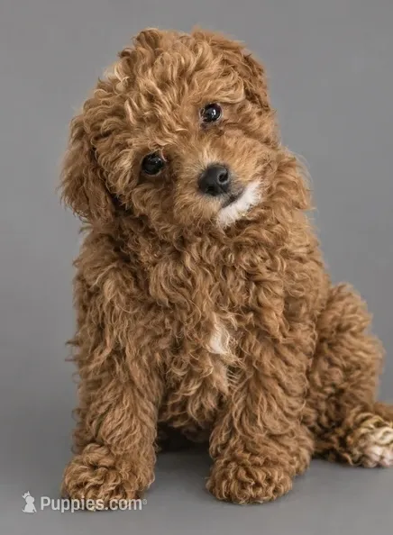 Cinnamon , a female Poodle - Miniature  for sale in Newark, DE – 1 of 1
