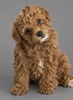 Cinnamon , a female Poodle - Miniature  for sale in Newark, DE – 1 of 1