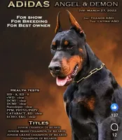 Vesta, a female Doberman Pinscher for sale in Newark, DE – 3 of 3
