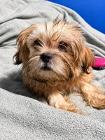 Kai, a male Shih Tzu and Yorkshire Terrier for sale in Newark, DE – 2 of 3