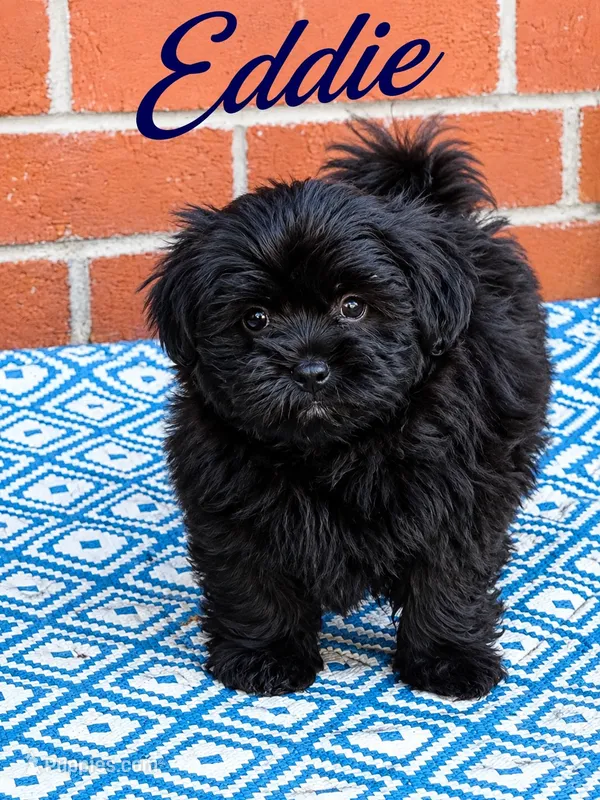 Eddie – Shih Tzu puppy for sale in Newark, DE