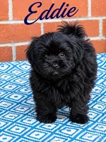 Eddie, a male Shih Tzu for sale in Newark, DE – 1 of 1