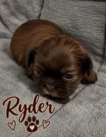 Ryder, a male Shih Tzu for sale in Middletown, DE – 1 of 1