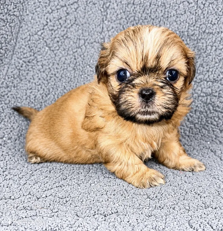 Caleb – Shih Tzu puppy for sale in Newark, DE