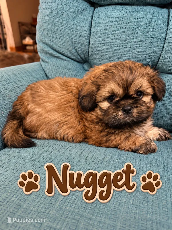 Nugget  – Shih Tzu puppy for sale in Middletown, DE