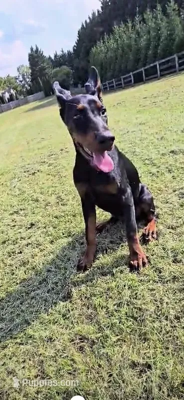 Vesta – Doberman Pinscher puppy for sale in Middletown, DE
