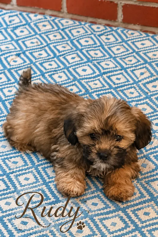 Rudy – Shorkie puppy for sale in Newark, DE