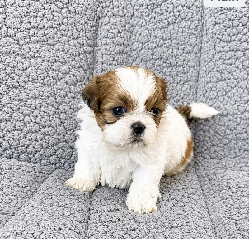 Bella – Shih Tzu puppy for sale in Newark, DE