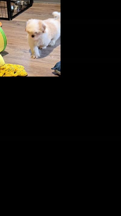 Rowan, a male Shih Tzu for sale in Middletown, DE – 3 of 3